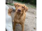 Adopt Fezzik a Pit Bull Terrier, Labrador Retriever