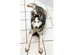 Adopt MAXIMUS a Husky, Siberian Husky