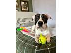 Adopt Alec a Pit Bull Terrier