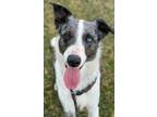 Adopt Luke a Border Collie