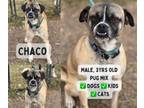 Adopt Chaco a Pug