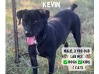 Adopt Kevin a Black Labrador Retriever