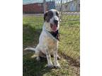 Adopt George a Catahoula Leopard Dog, Hound