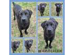 Adopt Boomhauer CFS# 240011098 a Black Labrador Retriever