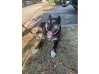 Adopt Tommy a Cattle Dog