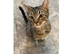 Adopt Buttons a Domestic Short Hair