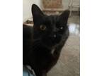 Adopt Youngblood a Domestic Short Hair