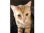 Adopt Tangy a Tabby