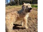 Adopt Rocky Road a Wheaten Terrier