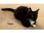 Adopt Shop or Barn Cat Tippy a Domestic Shorthair / Mixed cat in Mustang