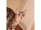 Adopt Hana a Gray, Blue or Silver Tabby Domestic Shorthair (short coat) cat in