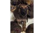 Adopt Siva Puppy Magnum - Located in CO a Doberman Pinscher
