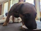 Adopt Siva Puppy Julius - Located in IL a Doberman Pinscher