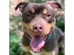 Adopt Mookie a Pit Bull Terrier, Mixed Breed