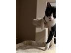 Adopt George a Domestic Short Hair