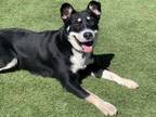 Adopt Rio a Black Australian Cattle Dog / Mixed dog in Flagstaff, AZ (31938601)