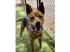 Adopt Holly a Brown/Chocolate Shepherd (Unknown Type) / Mixed Breed (Medium) /
