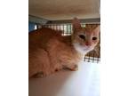 Adopt Momma Jo a Orange or Red Domestic Shorthair / Domestic Shorthair / Mixed