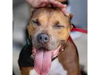 Adopt Cadence a Brown/Chocolate American Staffordshire Terrier / Mixed dog in