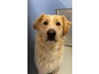 Adopt Old Spice* a Great Pyrenees, Mixed Breed