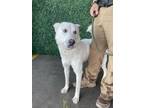 Adopt 55234691 a Siberian Husky, Mixed Breed