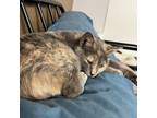 Adopt Estrella a Tortoiseshell Domestic Shorthair / Mixed cat in Rayville