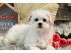 Bichon Frise Puppy for sale in Fort Wayne, IN, USA