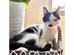 Adopt Taki a Domestic Shorthair / Mixed (short coat) cat in Hoover