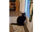 Adopt Luther a All Black Domestic Shorthair / Mixed cat in Cary, NC (35267759)