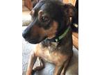Adopt Reba a Brindle Plott Hound dog in Howey in the Hills, FL (38105408)