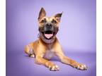 Adopt Sammy a Boxer / Black Mouth Cur / Mixed dog in Ft. Lauderdale