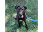 Adopt Ember a Black American Pit Bull Terrier / Mixed dog in Spartanburg