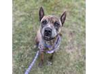Adopt Jinxy a Brindle Mixed Breed (Medium) / Mastiff / Mixed dog in Ballston