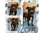 Adopt ZORRO a Black - with White Labrador Retriever / Mixed dog in Pearland