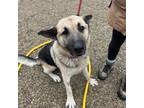 Adopt Cassius a Mixed Breed
