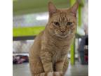 Adopt Momo a Orange or Red Domestic Shorthair / Mixed cat in East Smithfield