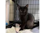 Adopt Chicken Noodle Soup a All Black Domestic Shorthair / Mixed cat in