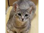 Adopt Maisie Daisie a Gray or Blue Domestic Shorthair / Mixed cat in Houston