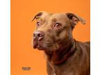 Adopt Twix a Brown/Chocolate American Pit Bull Terrier / Mixed dog in Kokomo