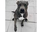 Adopt Luna (OS) a Gray/Silver/Salt & Pepper - with Black American Pit Bull
