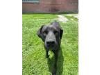 Adopt Oakley a Black Labrador Retriever / Pointer / Mixed dog in New Bern