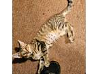 Adopt Millie a Tiger Striped Domestic Mediumhair / Mixed (short coat) cat in