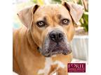 Adopt Honey a Tan/Yellow/Fawn Boxer / American Staffordshire Terrier / Mixed dog