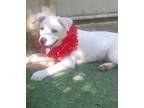 Adopt Diego a White Great Pyrenees / Mixed dog in Mansfield, TX (38180806)