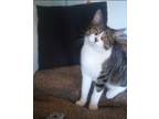 Adopt Bandit a Gray, Blue or Silver Tabby Domestic Shorthair (short coat) cat in