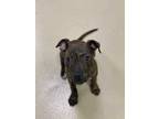 Adopt Mirabel a Brindle American Pit Bull Terrier / Boxer / Mixed dog in