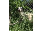 Adopt Scarlett a Merle Catahoula Leopard Dog / Mixed dog in Haltom City
