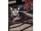 Adopt Sweet Havoc a All Black American Shorthair / Mixed (short coat) cat in