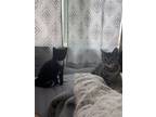 Adopt Jenny a Black & White or Tuxedo Domestic Shorthair (short coat) cat in