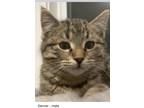 Adopt Denver a Brown Tabby Domestic Shorthair / Mixed (short coat) cat in